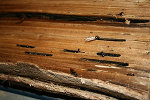 cottage pest control kawarthas carpenter ants