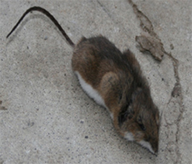 pest control port perry rodents