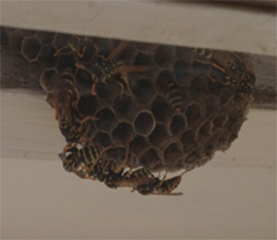 pest control ajax wasps