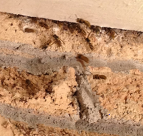pest control port perry wasps